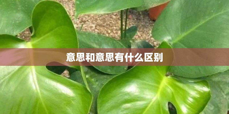 意思和意思有什么区别