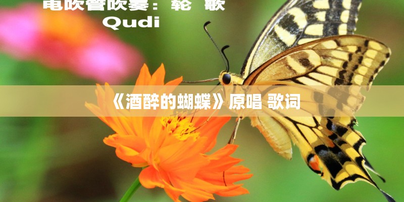 《酒醉的蝴蝶》原唱 歌词